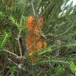 Banksia ericifolia Feuille