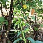 Clerodendrum indicum Folha