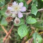 Rubus fruticosusKvět