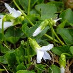 Viola cucullata പുഷ്പം
