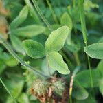 Trifolium ochroleucon Folla