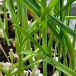 Allium cepa Hoja