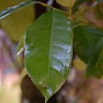 Myristica fragrans Leaf