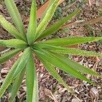 Agave sisalana 葉