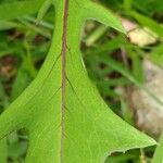 Lactuca indica Blatt