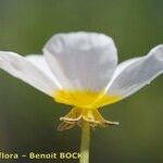 Ranunculus penicillatus Květ