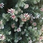 Dorycnium hirsutum Квітка