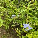 Plumbago auriculataList