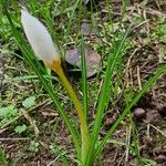 Crocus caspius Folha