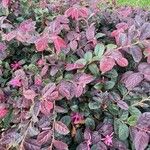 Loropetalum chinense برگ