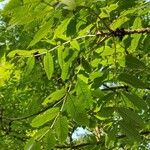 Fraxinus excelsiorЛіст