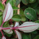 Heterotis decumbens Sonstige