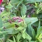 Penstemon hartwegii Leaf