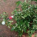 Gardenia jasminoides Агульны выгляд