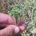 Euphorbia exigua ᱵᱟᱦᱟ