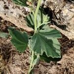 Althaea officinalis Folha