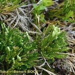 Lycopodium × oellgaardii Other