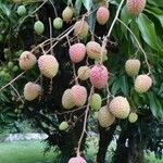 Litchi chinensis Fruto