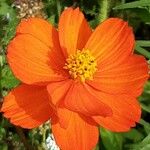 Cosmos sulphureus Blomst