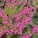 Erica carnea Costuma