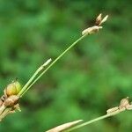 Carex alba Floro