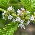 Lycopus europaeus Flower