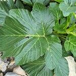Pastinaca lucida Hoja