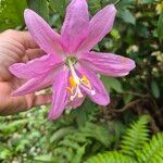 Passiflora tripartita Цвят