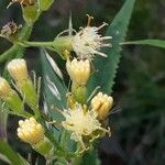 Senecio cacaliaster फूल