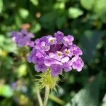 Lantana fucata Flor