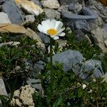 Leucanthemum coronopifolium Habitus