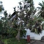 Pandanus utilis Rinde