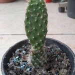 Opuntia orbiculata برگ