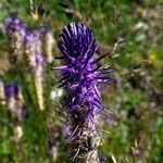 Phyteuma betonicifolium Flor