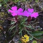 Dianthus glacialis Kwiat