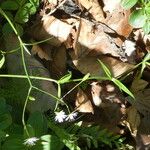 Stellaria graminea Libunga