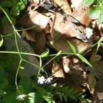 Stellaria graminea Natur