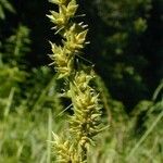 Carex conjuncta ഫലം