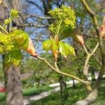 Acer cappadocicum অন্যান্য