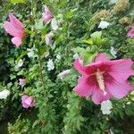Hibiscus syriacus Kvet