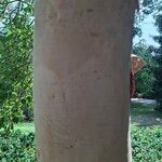 Betula costata Bark