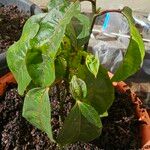 Passiflora edulis Inny