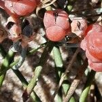 Ephedra distachya Fruit