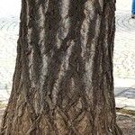 Ginkgo biloba Bark