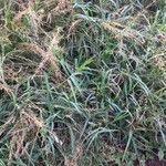 Eragrostis barrelieri 花