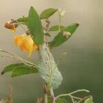 Impatiens capensis Flower