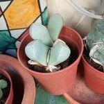 Lapidaria margaretae Hoja