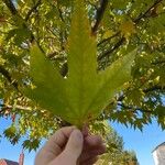 Platanus orientalis Leaf