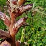 Orobanche minor 花