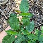 Lantana viburnoides Leaf